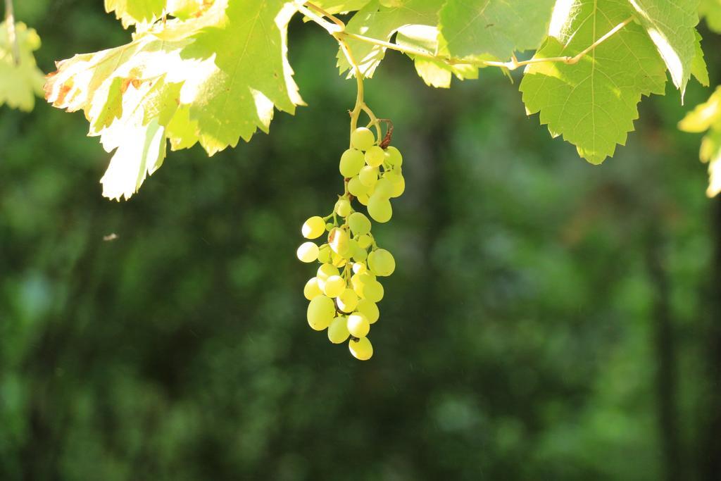 Domaine Du Moulin Saint-Laurent-des-Arbres Ngoại thất bức ảnh